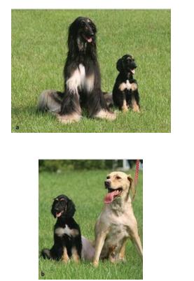 梦见两只狗，解读梦境背后的深层含义