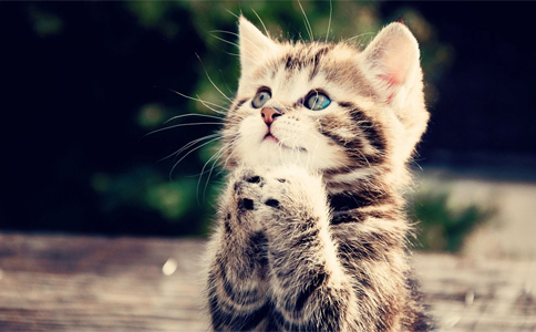 金舍玉言:投资过程中不要感情用事|strong|心理