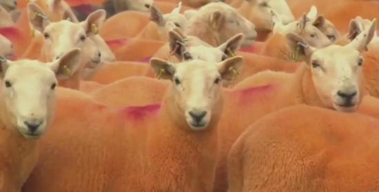 辛普森家的羊被染成了橘色。图片来源：视频截图。
