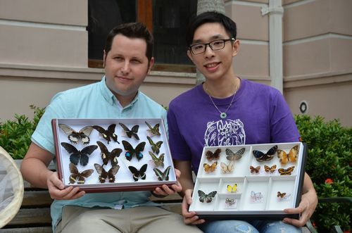 港媒:香港大学研究九龙区蝴蝶 发现罕见物种(图