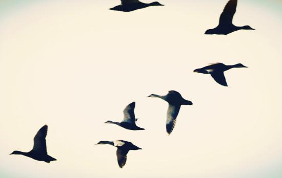 【金银油分析】德银危机或只是插曲，黄金原油将各奔东西|美元|德意志银行|物价指数_新浪财经_新浪网