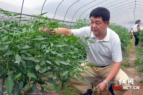 扶贫队长吴科平:头发白了可染黑 村民脱贫了绝