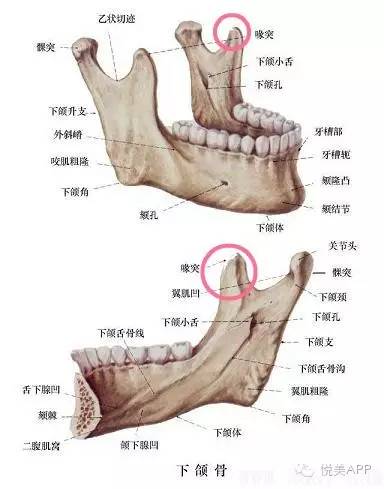 颧骨内推最全答疑,不看后悔一辈子|脸大|颧骨内