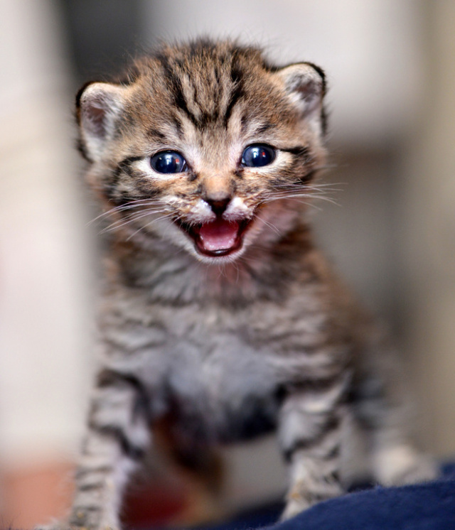 【夜读】为什么大多数内向的人都想要改变自己