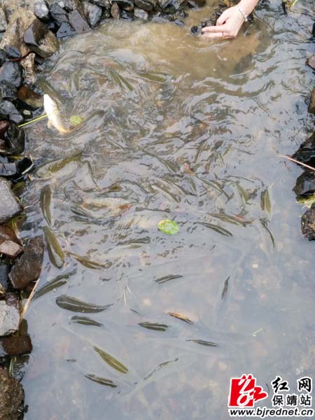 保靖县:精准扶贫产业先行|扶贫|产业园