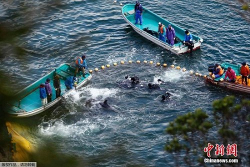 当地时间2014年1月21日，日本“海豚湾”，日本渔民围捕入网的海豚。