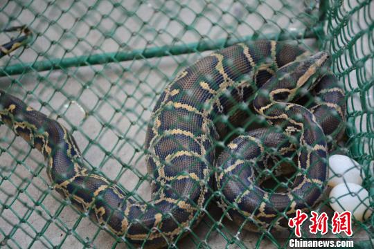 图为被救助的幼蟒。 张荣 摄