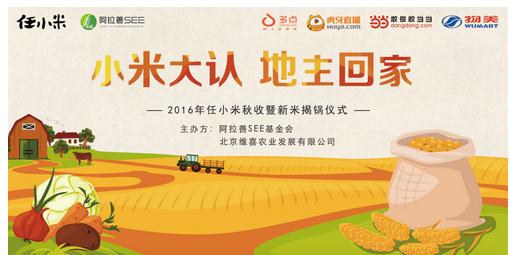 沙漠节水小米--任小米秋收现场或将开启直播新