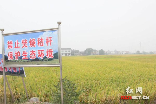 浏阳青年干部突击队开展秸秆禁烧专项行动(图