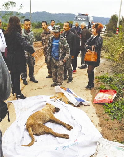 11日，被捕杀的疑似流浪狗，经伤者现场指认称，脖子上拴了一根绳子阆中市公安局供图