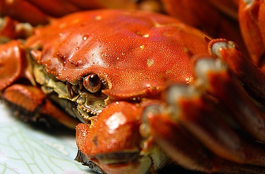 阳澄湖大闸蟹真一假十?专家称80元是成本价