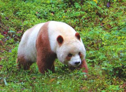 棕色大熊猫七仔长本事了|大熊猫|基地|本事_新浪新闻