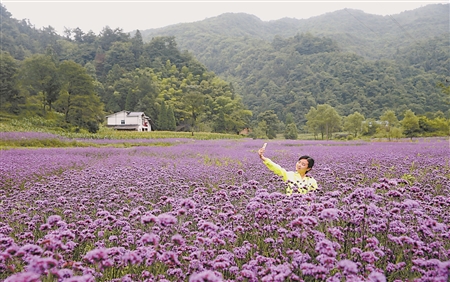 綦江：高山上的“花坝” 长征途经的小村庄靠旅