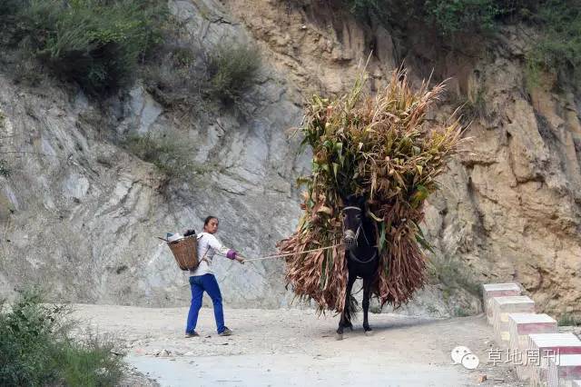 河南人口大迁移_中国人口大迁移(3)