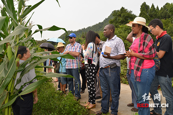 助力龙头企业发展 农发行湖南省分行服务脱贫