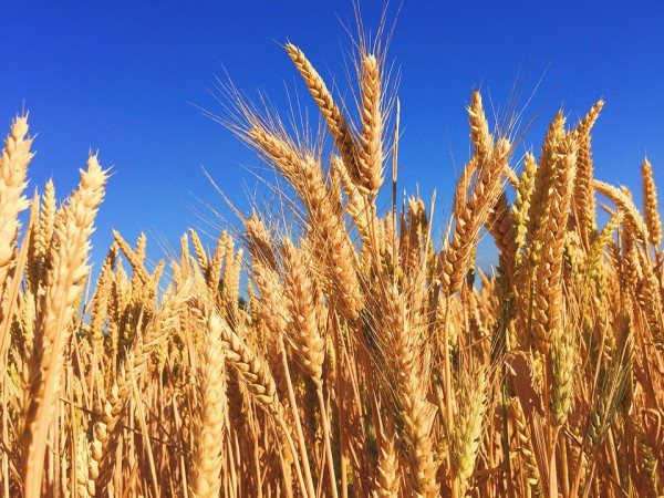 科学家:全球气温每升高1℃小麦平均减产5.7%