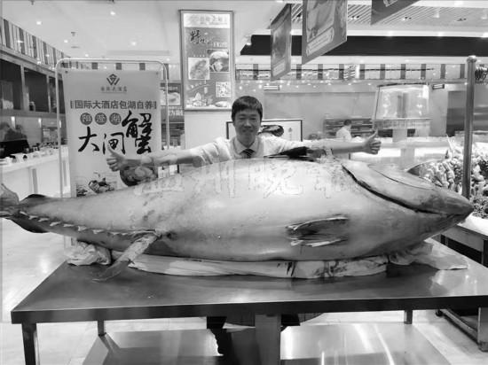 巨型金枪鱼