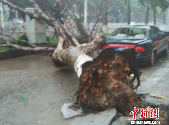 海口市区一棵大树倒伏砸中轿车。 王子谦 摄