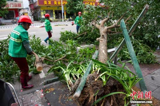 10月18日，海南省琼海市的环卫工人处理被大风连根拔起的大树。2016年第21号台风“莎莉嘉”于当天上午9时50分在海南登陆，登陆时强度为强台风级(14级)。中新社记者 骆云飞