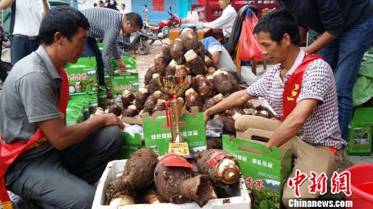 广西平乐香芋文化节促当地农产品销售|农产品