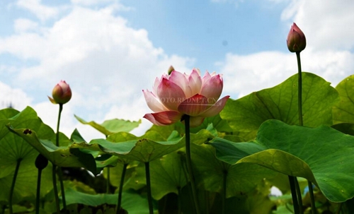 谢振华:发展好湘潭县特色产业的四大对策|特色