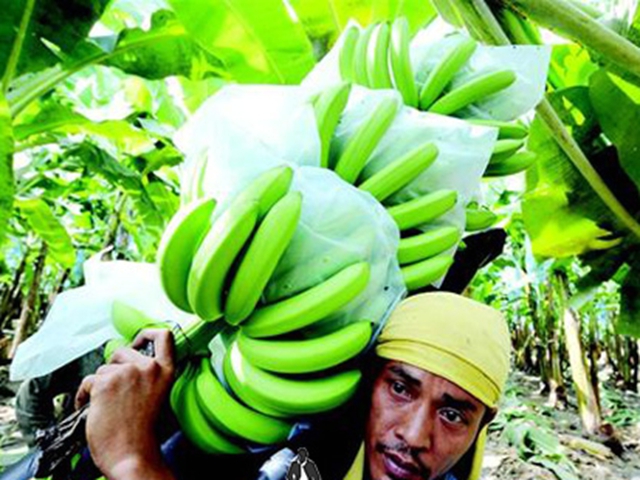 中国送出大礼包,菲律宾香蕉商有福了|菲律宾|中