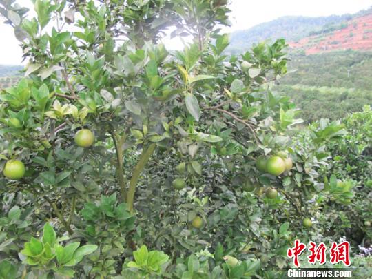 海南琼中绿橙尚未成熟上市 工商部门查处大批