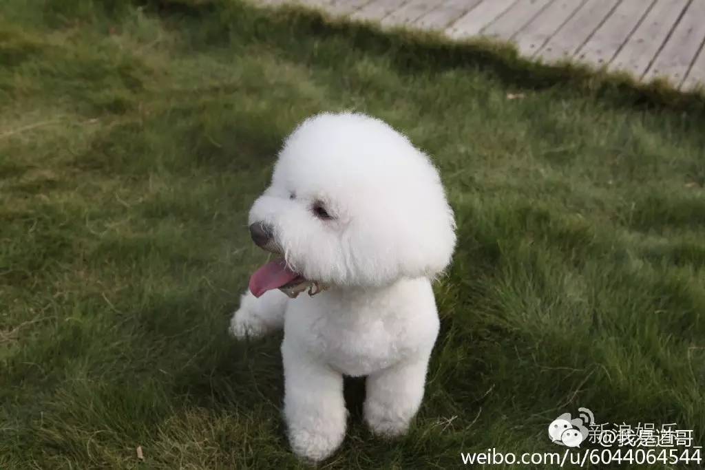 明星的宠物也要拼颜值!感觉蔡依林家的比熊都