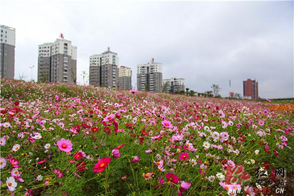 安乡县:河滩花海重生秋日花开正艳|花海|安乡县