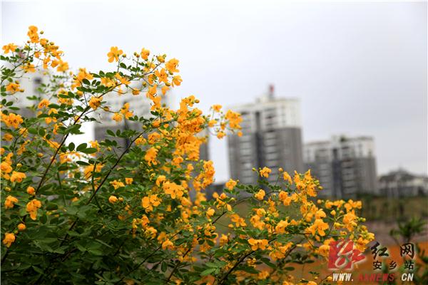 安乡县:河滩花海重生秋日花开正艳|花海|安乡县