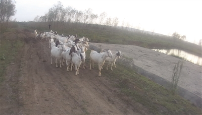  通过让羊羔喝奶认亲找回的52只山羊。