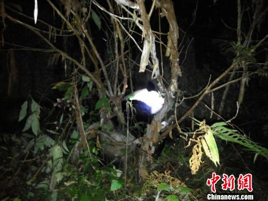 放归野外。(手机拍摄) 钟欣 摄
