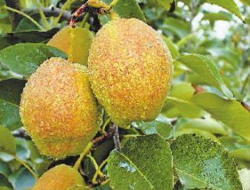 吃梨必吃库尔勒香梨