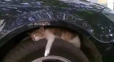 天冷了,你开车前拍过引擎盖吗?