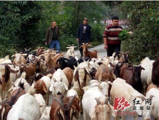 花垣县有多少人口_花垣县边城广场