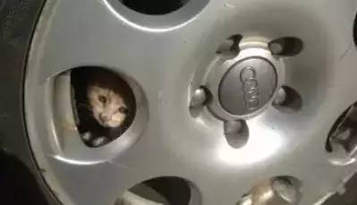 天冷了,你开车前拍过引擎盖吗?