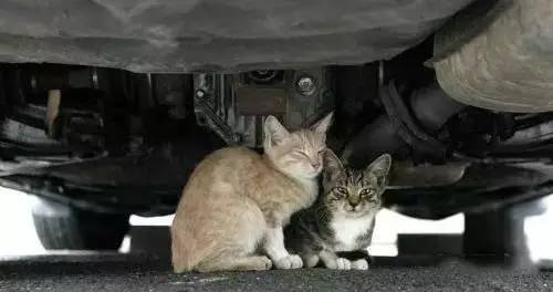 天冷了,你开车前拍过引擎盖吗?