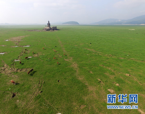 牛群在鄱阳湖庐山市区域的“大草原”里吃草（11月2日摄）。新华社记者 胡晨欢摄