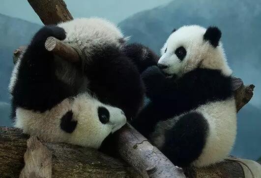 美国网友想拿川普换中国3只大熊猫