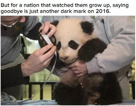 美国网友想拿川普换中国3只大熊猫