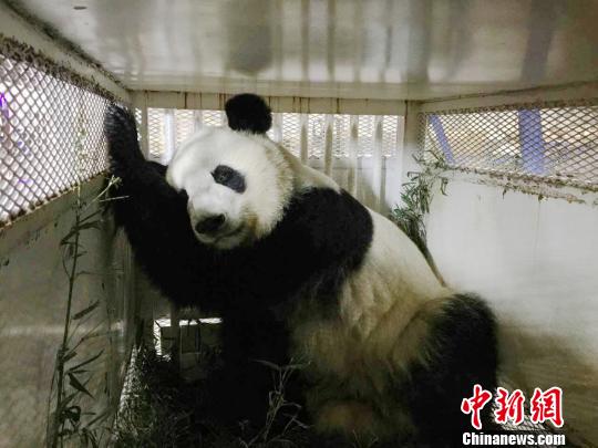 大熊猫“美轮”。 钟欣 摄