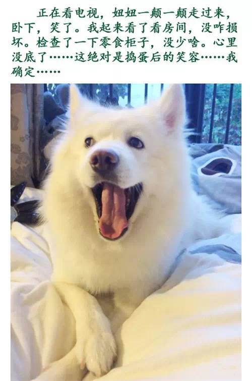 只要你一个眼神肯定,这就是猫和狗的默契!
