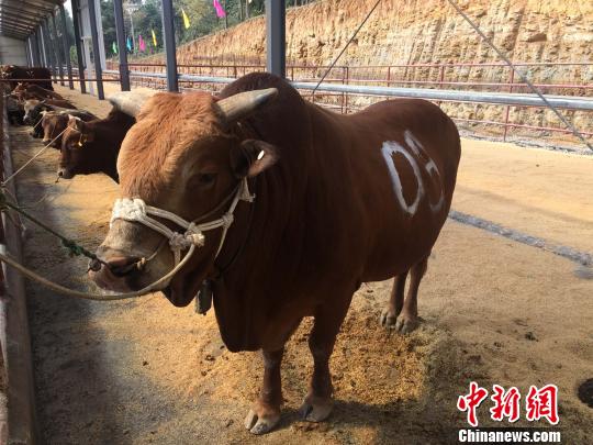 3号公牛当选“最帅公牛” 陈剑 摄