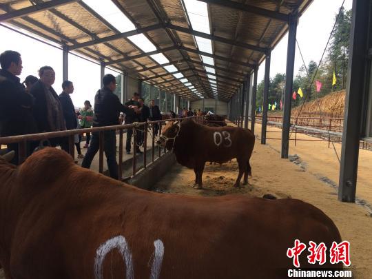 各个乡镇选送了近100头优质黄牛参加“选美” 陈剑 摄