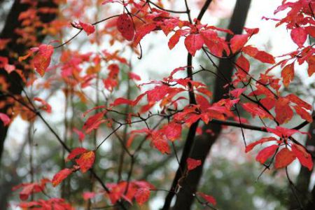 小店区附近割痔疮需要多少钱_华泰医疗