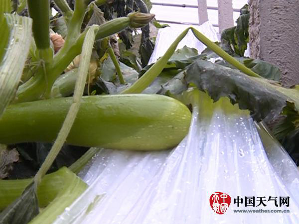 河北秦皇岛近期冷空气频繁 冷棚蔬菜受冻无法