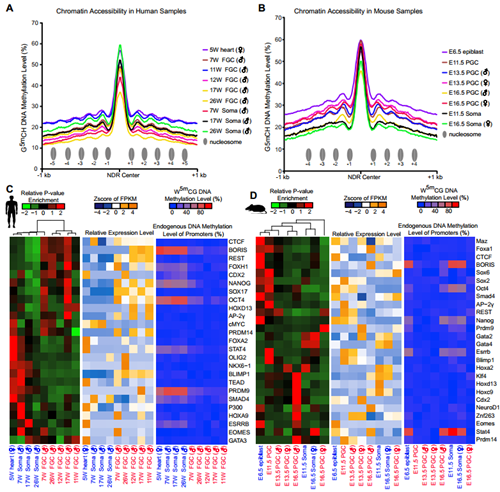 北大生命科学学院汤富酬组发表人类与小鼠胚胎生殖细胞的表观基因组研究最新结果_新浪新闻