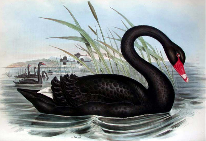 11.11黑天鹅事件重现顺势而为,原油沥青白银晚