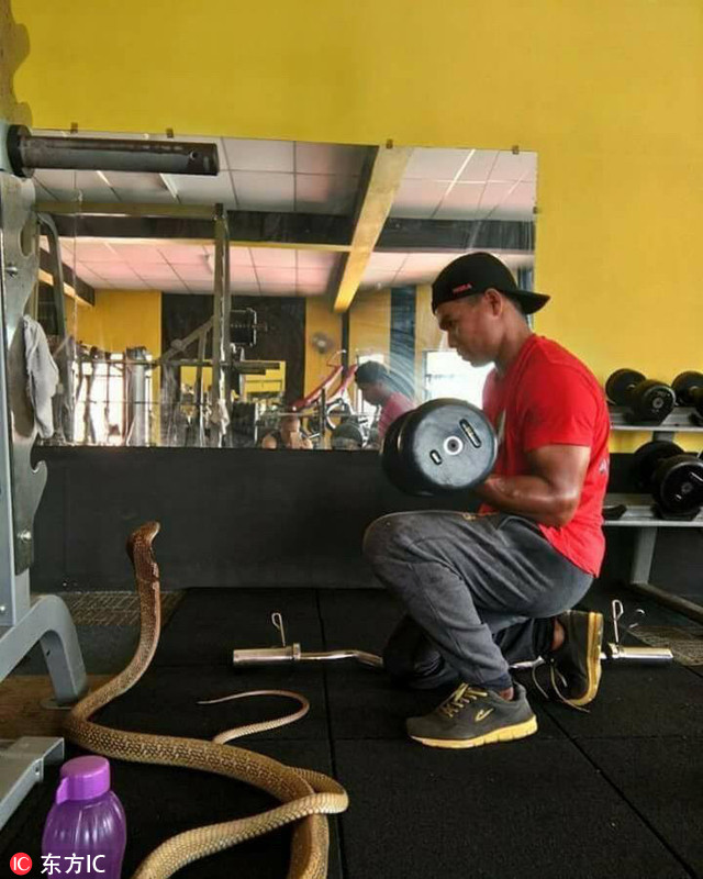 男子坚称女友转世成蛇 与其同吃同住(图)|泰国