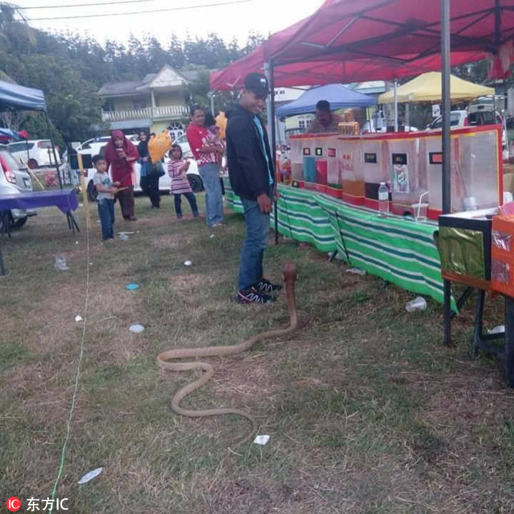 男子坚称女友转世成蛇 与其同吃同住(图)|泰国